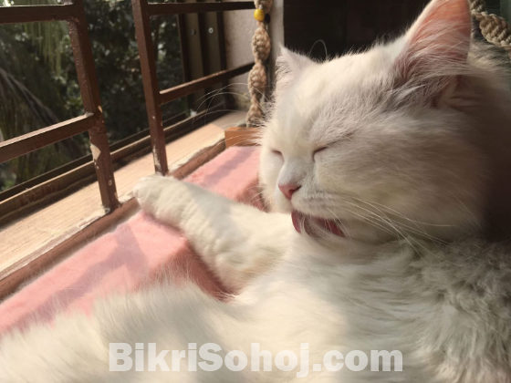 White pure persian male cat